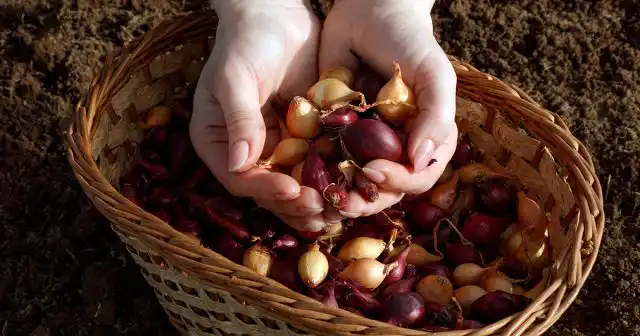 Что желательно сделать – это обработать севок какими-нибудь фунгицидами, к примеру, обычным раствором марганцовки (20-30 минут с последующим подсушиванием).