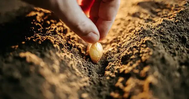 В рыхлую землю севок можно просто вертикально вдавить рукой до нужной глубины по предварительной разметке, в бороздках его после посадки присыпают сверху грунтом.