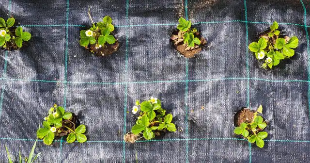 Междурядья можно сделать и меньше даже для сортов с крупными кустами, если высадить их в шахматном порядке.