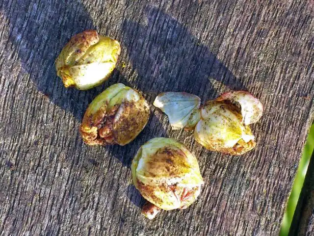 В одной почке может единовременно находиться до 600 (по другим данным до 3-8 тыс.) особей. В результате почка раздувается до размеров горошины.