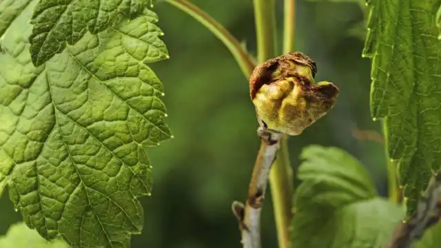 Зараженный вредителем куст отстаёт в развитии, становится ослабленным. Побеги искривляются, а завязи опадают.