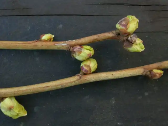 Весной, до распускания почек, нужно внимательно осмотреть смородину и вручную удалить с неё все вздувшиеся и деформированные почки.