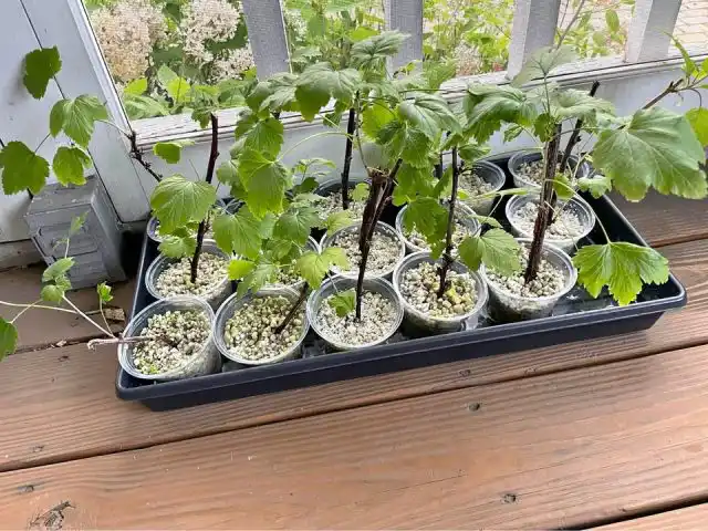 Чаще всего клещик проникает на территорию с саженцами. Поэтому, прежде чем высаживать их, сразу после покупки замочите кусты на сутки в растворе коллоидной серы (40 г) и «Агравертина» (10 г), разведённых в 10 л воды.