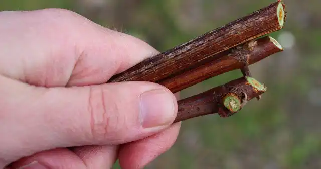 Многие садоводы после нарезки черенков проводят ослепление нижних глазков и бороздование.