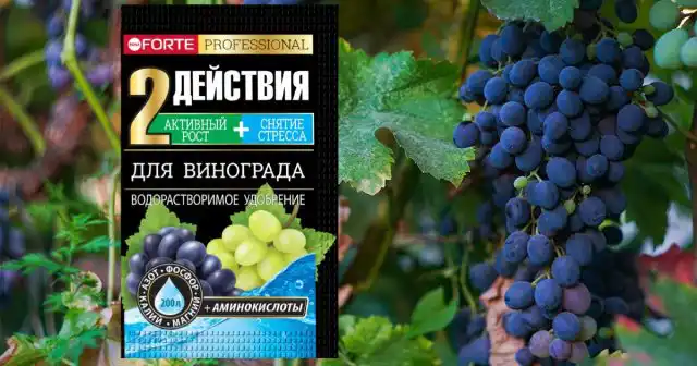 Саженцы в контейнерах можно начать подкармливать Удобрением водорастворимым Для винограда с аминокислотами уже спустя 2 недели после посадки.