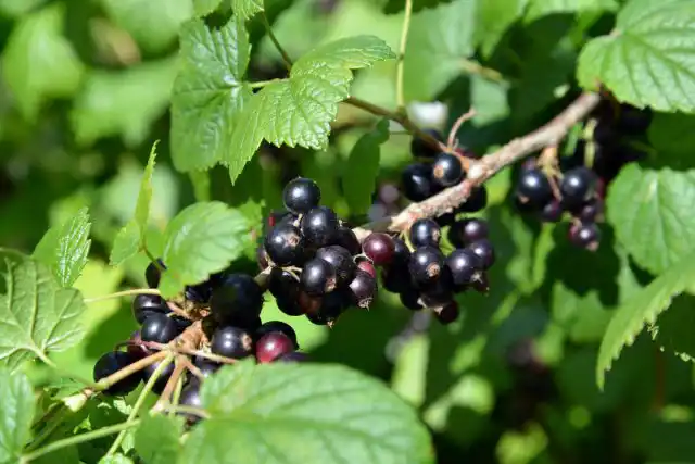 Чёрная смородина (Ribes nigrum) – одна из самых популярных и любимых ягодных культур. Она ценится за неприхотливость, скороплодность, урожайность, отменный вкус.