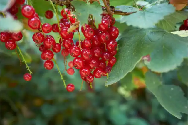Хотя красная смородина (Ribes rubrum) менее популярна, чем чёрная, но у неё есть немало преимуществ.