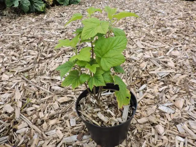 Саженцы с ЗКС (закрытой корневой системой), продающиеся в горшках с почвенной смесью, должны быть хорошо облиственными, с насыщенной, нормальной окраской листьев.