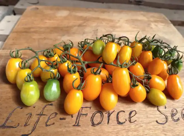 "Медовая конфетка F1" - гибридный томат раннего срока созревания (100-105 дней), для парников и теплиц. Куст детерминантный, высотой до 100 см.