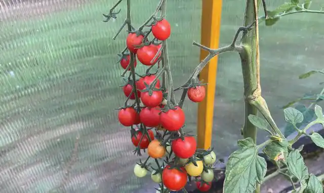 "Помисолька" - ранний сорт (95-100 дней). В Центральном районе может выращиваться в открытом грунте с креплением к опоре, однако лучшие результаты даёт в теплице.