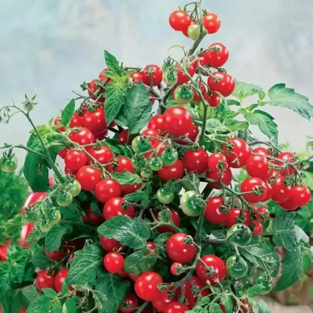 "Клюква в сахаре" - отечественный ранний сорт (105-110 дней). На большей части України его можно возделывать в открытом грунте.