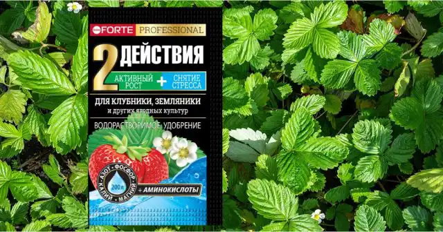 На предварительно перекопанных и проборонённых грядах делают лунки по размеру корневого кома, вносят в каждую по 0,5 г водорастворимого удобрения с аминокислотами Bona Forte для клубники и земляники и переваливают рассаду.