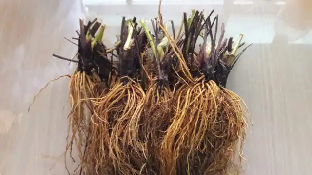 В Западной Европе, откуда пришла методика, разработали стандарты на клубнику фриго, разделив её на 4 класса.