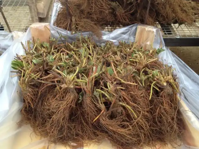 Методика выращивания садовой земляники фриго – это одна из самых передовых технологий.