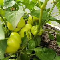 Сладкий перец «Толстушка».