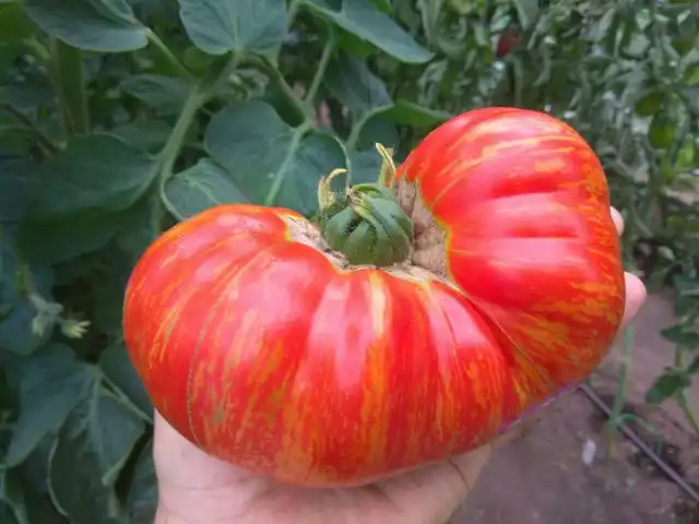 «Мраморный» - крупноплодный среднеспелый сорт для укрытий и открытого грунта.