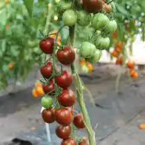 Коктейльные черри «Чёрный опал».