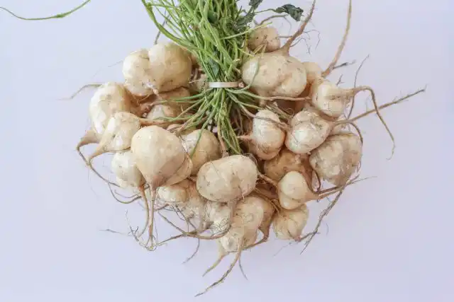 Пахиризус ахипа (Pachyrhizus ahipa), или ахипа, и пахиризус вырезной (Pachyrhizus erosus), или хикама - растения на родине, в Южной и Центральной Америке, многолетние.