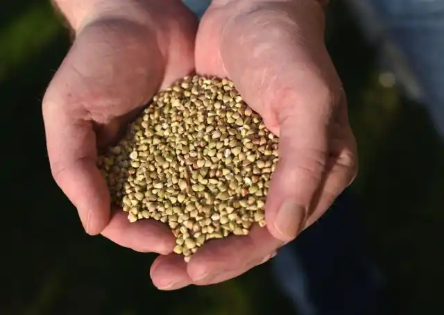 Чтобы посадить гречиху, разбросайте стакан семян на 10 квадратных метров и заделайте их граблями на глубину от 1 до 3 см.