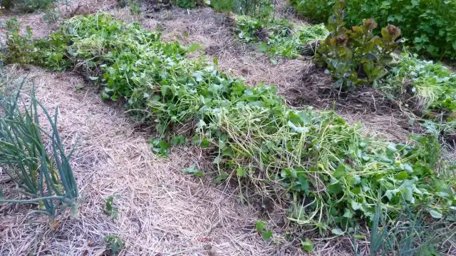 Она вернет больше всего органического вещества, если ее убрать через 5-6 недель после посева.