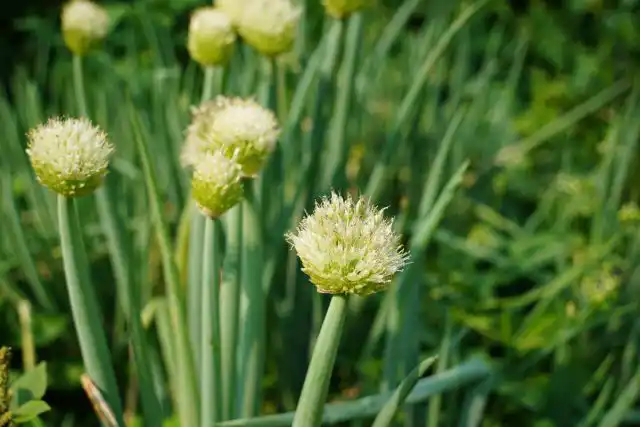 Лук-батун (Allium fistulosum) известен также под названиями татарка, зимний, дудчатый лук.
