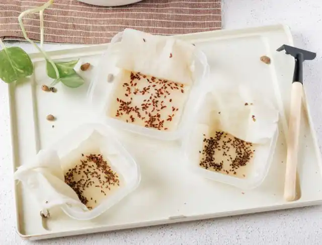 Замачивание позволяет ускорить появление всходов и «реанимировать» старый посадочный материал.