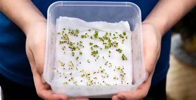 Процедура аналогична замачиванию, только во влажной тряпочке посевной материал держат дольше. До тех пор, пока не проклюнутся корешки.