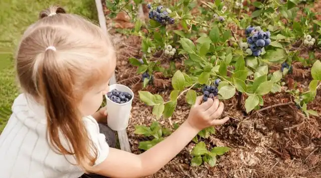 В 100 г разных ягод содержится примерно 0,3 мг железа. Хотя это совсем немного, ягоды действуют как усилители усвоения этого элемента.