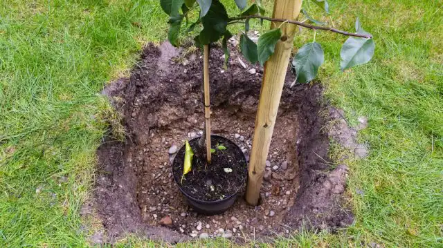 Правильная посадка яблони решает проблему бедного грунта на десятилетие вперёд.