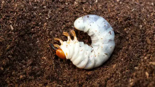 Почва и опавшие листья являются хорошим укрытием для насекомых, не дающим им вымерзнуть в суровые зимы.