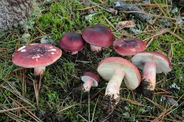 Сыроежка буреющая (Russula xerampelina), или сыроежка ароматная.