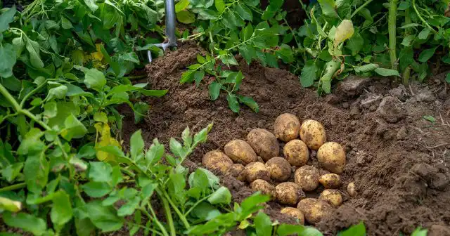 Другий урожай: що посадити після