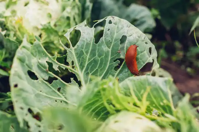 Когда вы решите установить пивную приманку или с отравленным вареньем, учитывайте, что на запах поползут слизни и с соседних участков.