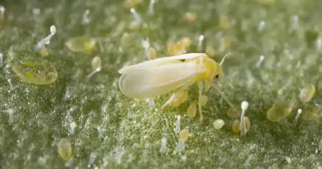 Уничтожив 3 доступные стадии, можно быть уверенным, что из яиц через некоторое время выберутся новые личинки - бродяжки.