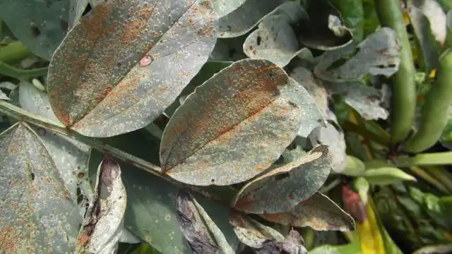 В качестве основного хозяина грибы нередко выбирают хвойные растения, в качестве промежуточного - лиственные. Или наоборот.