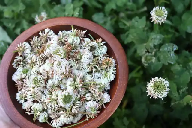 Применение белого клевера основано на его вяжущих свойствах, например, в виде настоя при диарее, примочек при фурункулах, как кровеостанавливающее средство и т.д.
