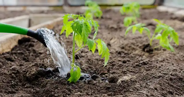 А вот что действительно нужно томатам, так это фосфор, стимулирующий рост корневой системы