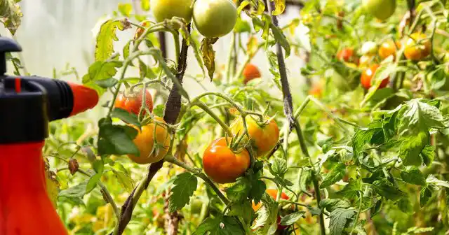 Внекорневые и корневые подкормки чередуют с интервалом 10-15 дней.