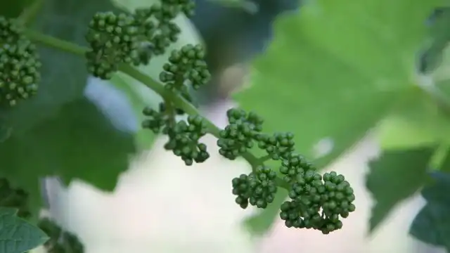 Как только на некоторых побегах определятся кисточки, нужно будет с кустом основательно поработать