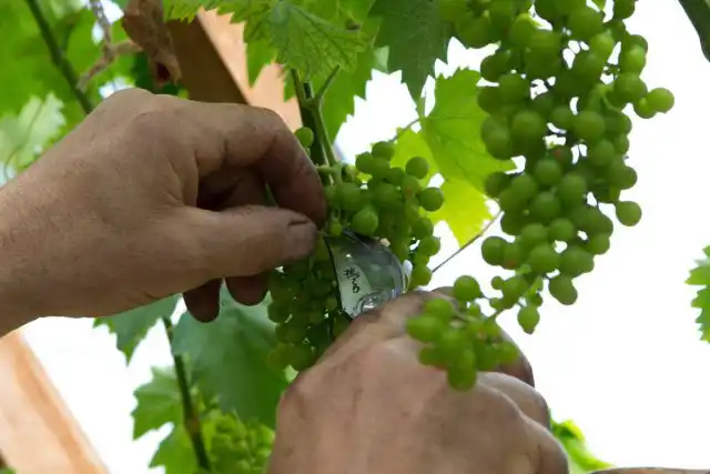 При укорачивании пасынков выбираются те, что не затеняют кисти