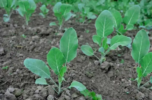 При высадке расположите растения на расстоянии 45–60 см друг от друга и 70 см между рядами