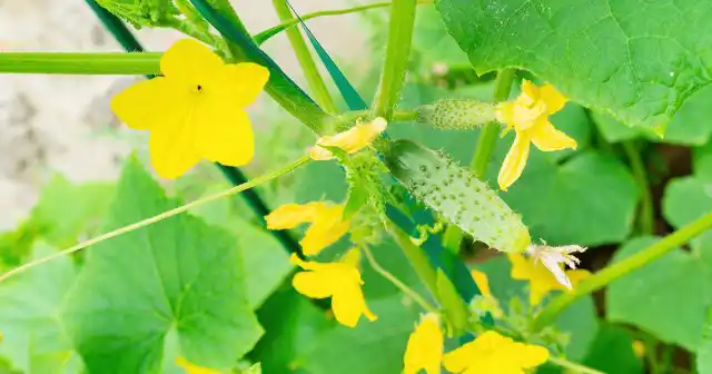 В первую очередь внимание стоит обратить на раннеспелые гибриды и сорта