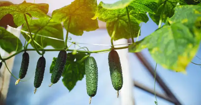 Ухаживать за огурцами в теплице несколько проще, чем в открытом грунте