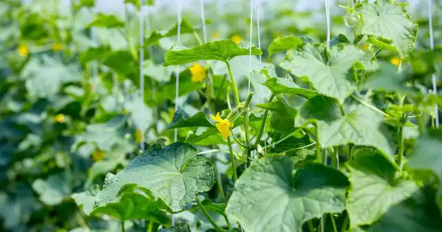 Подвязывать кусты начинают, когда они достигают высоты 20-25 см и готовятся «ложиться»