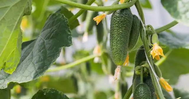 Воспользовавшись нехитрыми советами, вы получите в теплице отличный урожай  сочных и хрустящих зеленцов