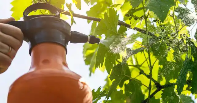 Особенно хорошо по листу усваиваются различные водорастворимые микроэлементные комплексы, которые используются для профилактики или лечения хлорозов