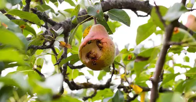 Нападение осы – это почти всегда ответная реакция на внешний раздражитель, то есть самозащита