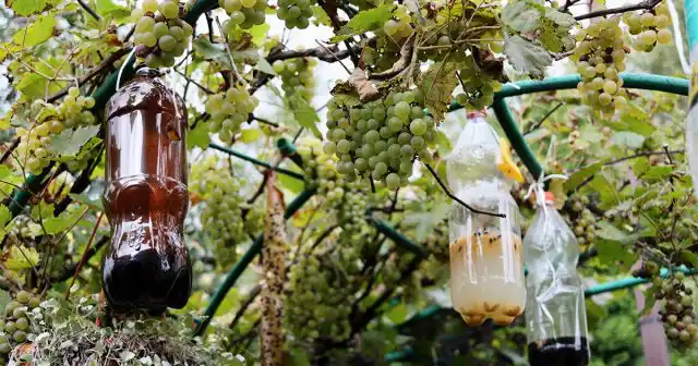 Сделайте простейшую ловушку для залетающих ос