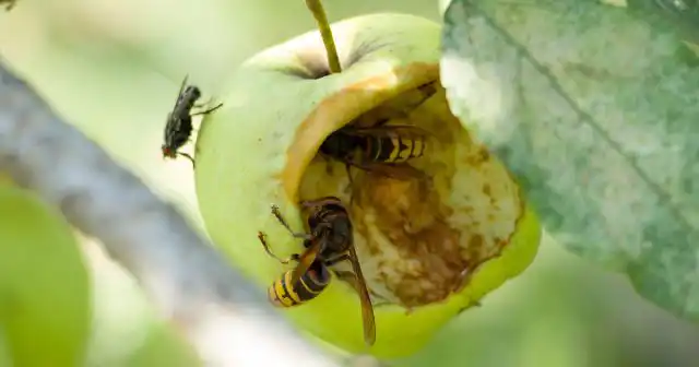 Обычные бытовые фумигаторы с пластинами или флаконами с жидкостью против ос неэффективны