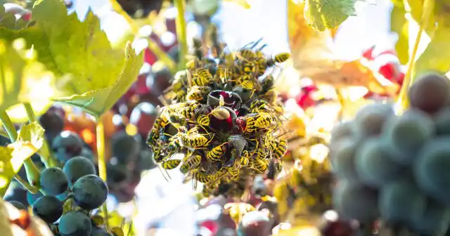 В годы высокой численности от плодов может оставаться только верхняя жёсткая оболочка, а вся внутренняя мякоть бывает выедена осами